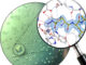 Proteinkristalle des humanen Enzyms Glutaminylzyklase und atomare Struktur des neuen Inhibitors