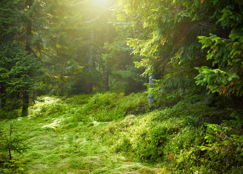 Nachhaltigkeit Wald mednic